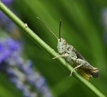 Chorthippus apicarius
