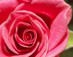 Rose miniature